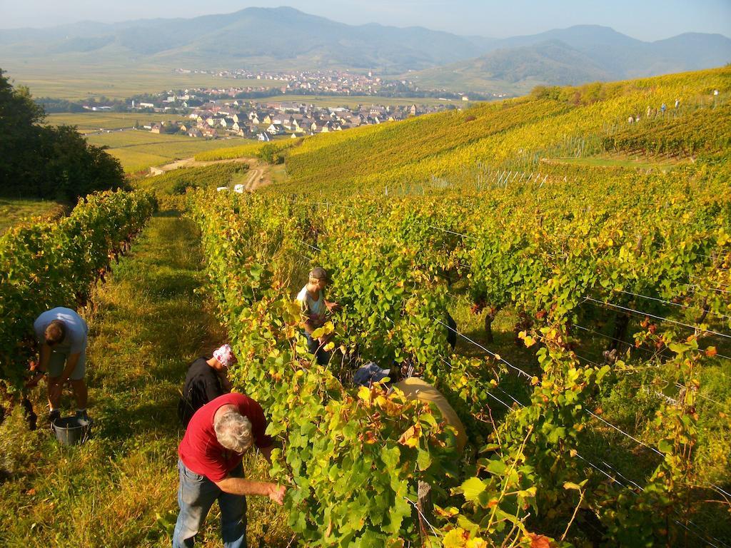 Alsace Meyer-krumb